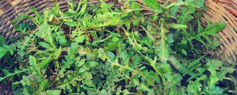 地菜是不是荠菜，地菜有哪些吃法（地菜跟荠菜的区别）