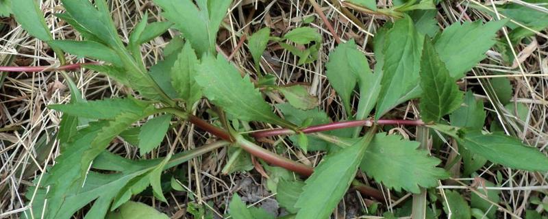 苦菜是不是蒲公英，怎么区分苦菜和蒲公英