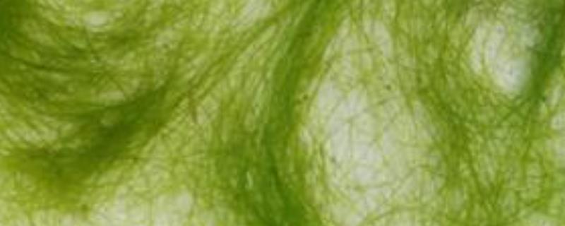 水绵是什么植物（水绵是什么植物图片）