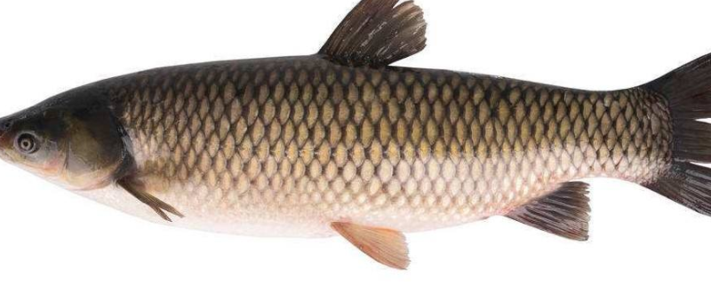 怎样治疗草鱼出血病，有哪些症状 预防草鱼出血病最好的方法