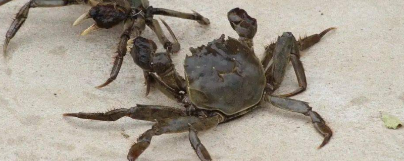 螃蟹变紫还能不能吃,螃蟹哪四个部位不可以吃