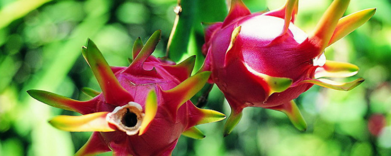 火龙果种植条件，要满足以下六个（火龙果的种植气候条件）