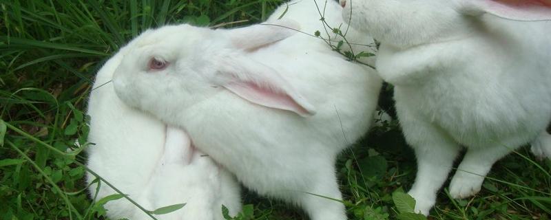 怎么宰杀兔子，宰杀后怎么处理 兔子宰了之后怎么处理