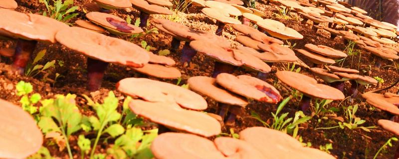 灵芝栽培技术，附栽培注意事项 灵芝栽培技术要点