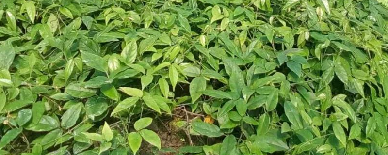 三叶青有哪些功效作用，种植三叶青的市场前景怎么样