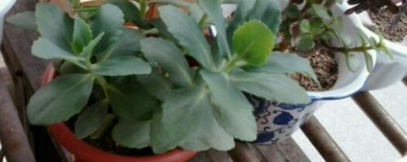 盆栽八宝景天怎么养（八宝景天盆栽图片）