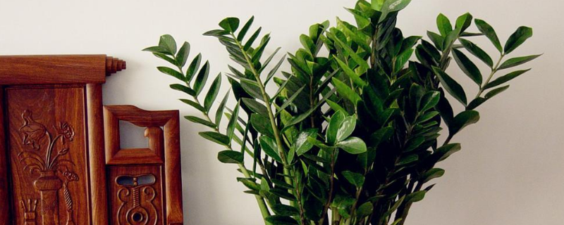 盆栽金钱树怎么养 盆栽金钱树怎么养护