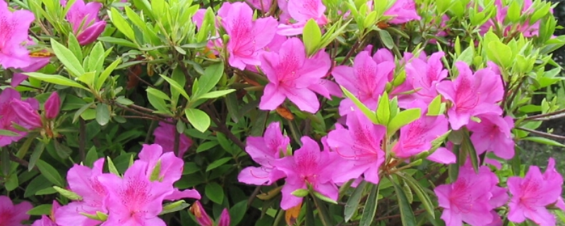 毛鹃的养殖方法,附生长习性和繁殖方法