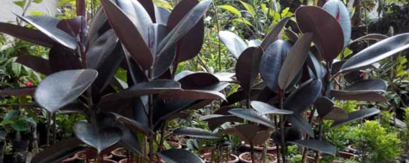 盆栽橡皮树怎么养（家庭怎样养好盆栽橡皮树）