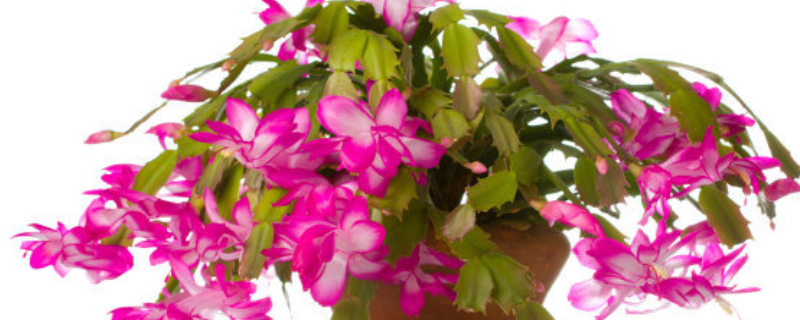 盆栽蟹爪兰怎么养（蟹爪兰用什么盆养）