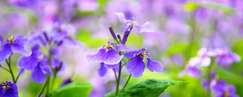 盆栽二月兰怎么养 二月兰盆栽种植方法