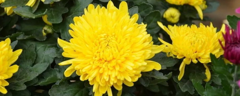 盆栽菊花怎么养才好（盆栽菊花怎么养才好活）