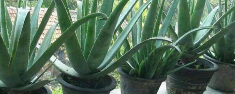 库拉索芦荟的繁殖方法,具体怎么操作