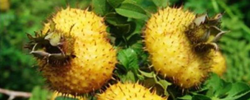 刺梨种植技术，注意干旱要及时浇灌（刺梨的栽培管理措施）