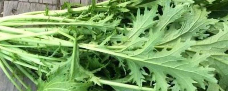 雪菜是不是萝卜叶,附雪菜的相关介绍