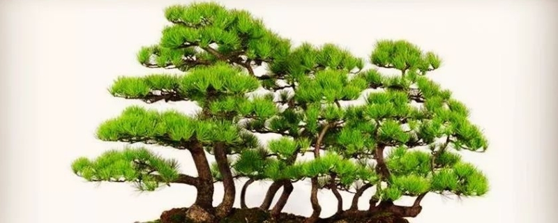 盆栽五针松怎么养（盆景五针松家里怎么养）