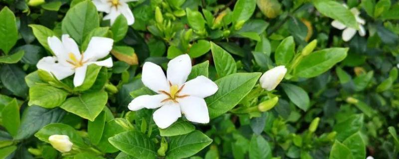 栀子花种子怎么种植（栀子花种子怎么种植视频）