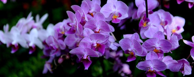 蝴蝶兰种子价格，附种植方法（怎样种植蝴蝶兰种子是什么样的?）
