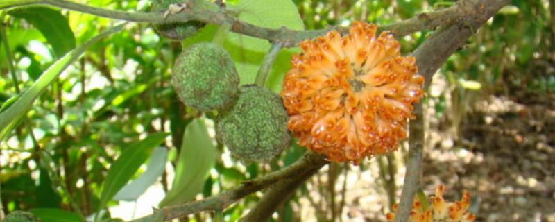 构树种子价格，附种植方法 构树种子怎么种