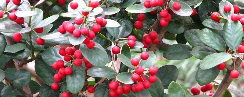 枸骨种子价格，附种植方法 枸骨的种子能种吗