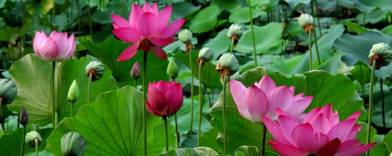 荷花种子价格，附种植方法