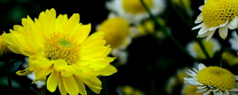 菊花种子价格，附种植方法（菊花种苗价格）