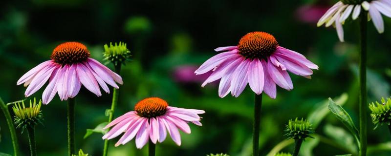 松果菊种子价格，附种植方法 松果菊种子啥样