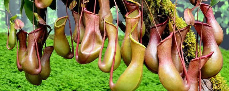 猪笼草种子价格及种植方法，栽培方法介绍