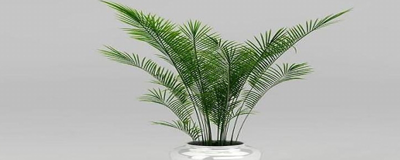 盆栽散尾葵怎么养（刚栽的散尾葵怎么养）