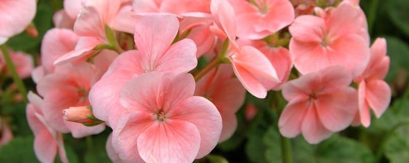 天竺葵种植方法，春季栽培 天竺葵夏天怎么栽