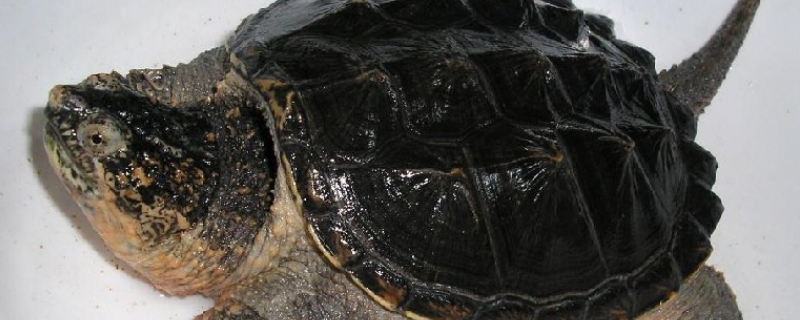 鳄龟的下蛋时间，关于鳄鱼的基本介绍