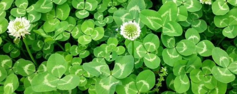 三叶草种子价格，附种植方法（三叶草一斤种子能种多少地）