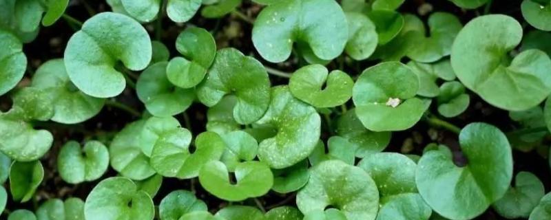 马蹄金种子价格，附种植方法（马蹄金种子的种植方法）