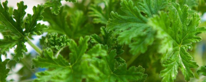 驱蚊草种子价格，附种植方法（驱蚊草种子的种植方法）