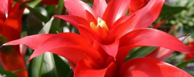 盆栽鸿运当头怎么养 盆景鸿运当头怎么养