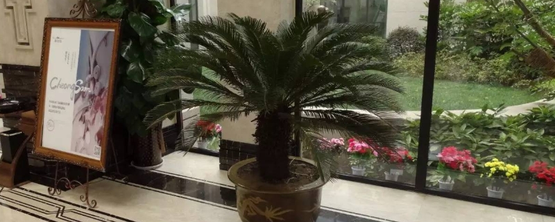 盆栽铁树怎么养才好（室内盆栽铁树怎么养）