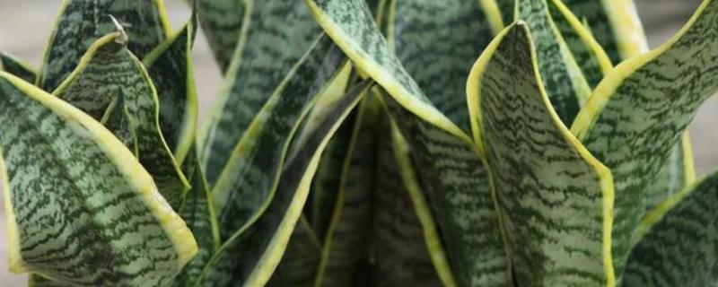 盆栽虎皮兰怎么养（植物虎皮兰怎么养）