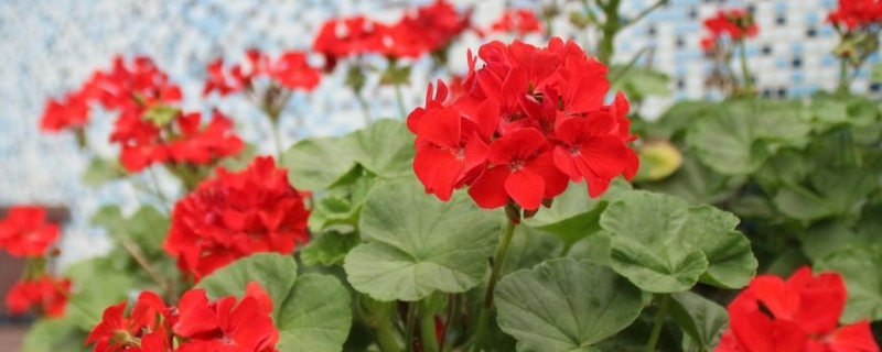 盆栽天竺葵怎么养 天竺葵怎么种怎么养