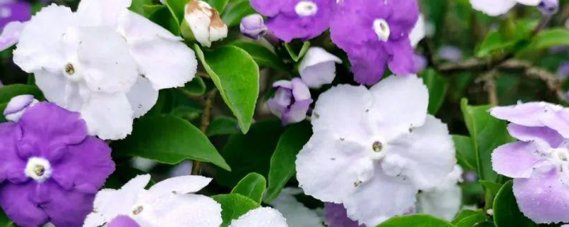 双色茉莉的养殖方法，附生长习性（双色茉莉的种植与养护方法）