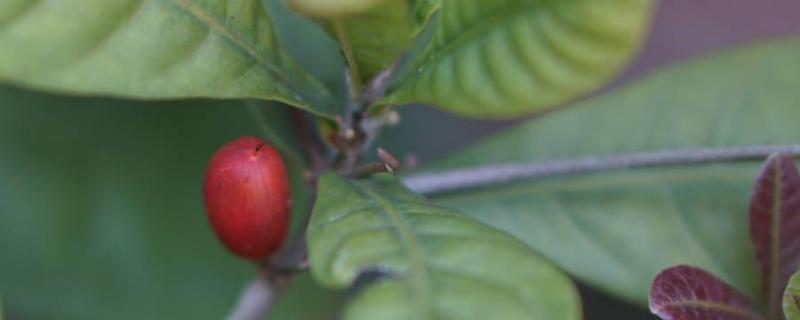 神秘果种植技术，附生长习性（神秘果栽培要点）