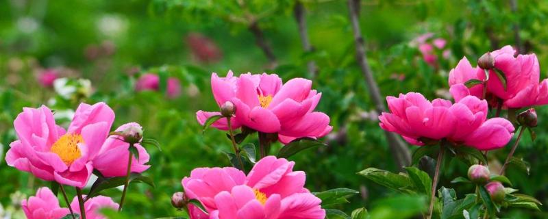 芍药种子价格及种植方法,附病虫的防治