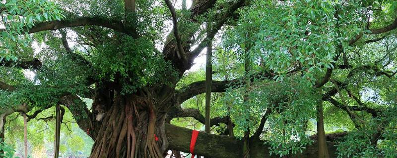 榕树种子价格及种植方法,榕树的种子怎么种