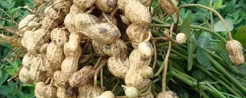 种植花生用什么肥料好 种植花生用什么肥最好