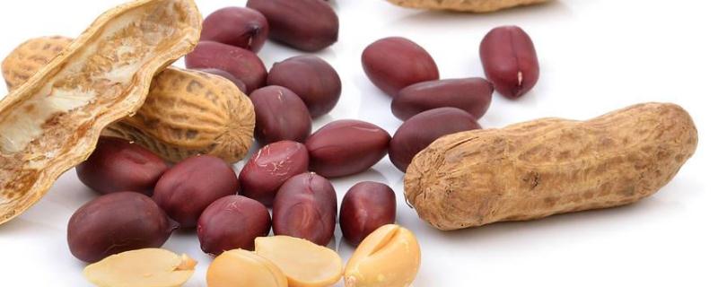 花生芽苗的种植方法是怎样（怎样种植花生芽菜苗）