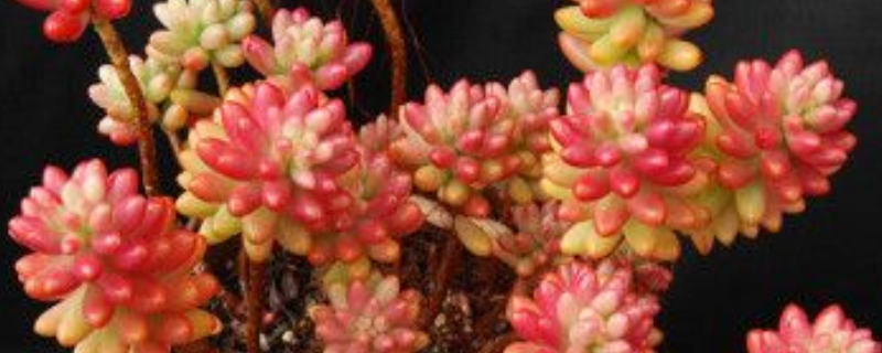 虹之玉锦的养殖方法,附生长习性和繁殖方法