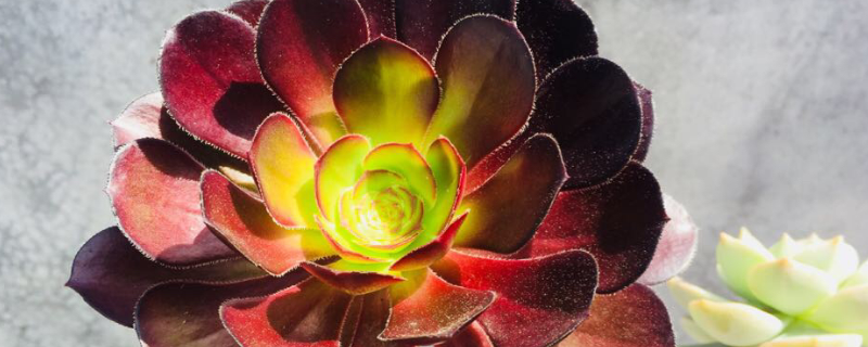 黑法师的养殖方法，附生长习性和繁殖方法