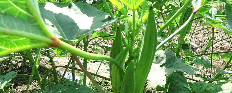 秋葵什么时候播种好（秋葵什么季节播种?）