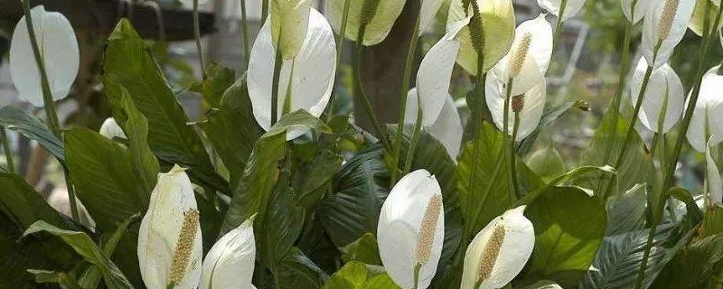 水培白掌的养殖方法,生长习性是什么