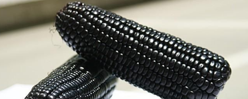 黑玉米种子价格及种植方法,黑玉米有哪些品种