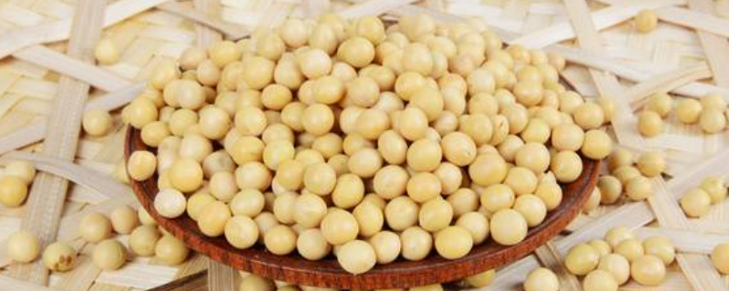 豆子生虫怎么处理，附豆子贮藏方法（豆子不生虫的储藏方法）